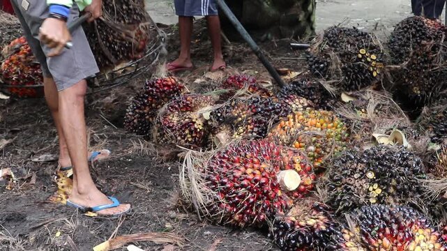 Close-up view of palm oil fruit weighing activity