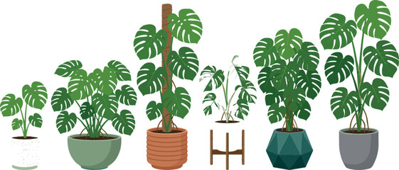 Monstera deliciosa potted houseplant vector collection featuring split leaf philodendron swiss cheese plants and moss pole isolated on white background. © MdShakib