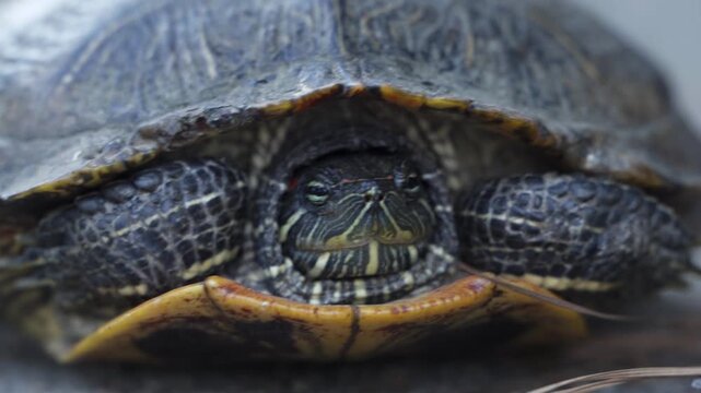 Red Eared Slider inside shell