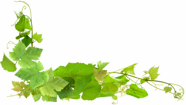 Bordure de vigne 