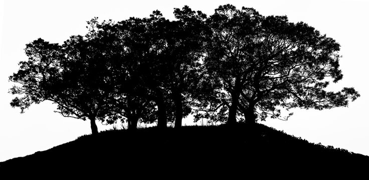 Silhouette d&rsquo;arbres 