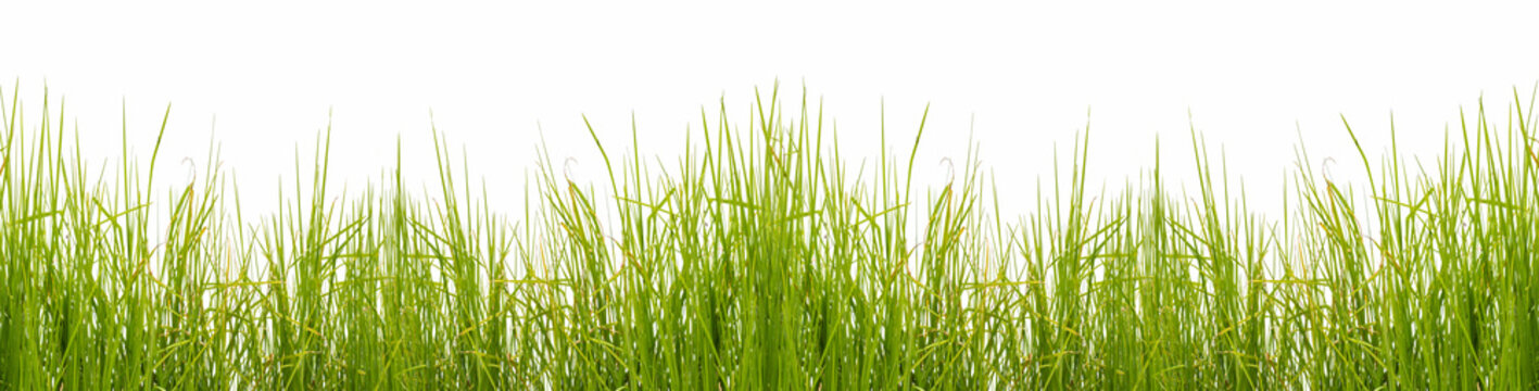 Herbes 