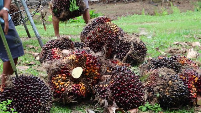 Close-up view of palm oil fruit weighing activity