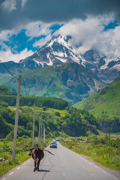 Mountain road to Mount Kazbek in Georgia with cow on asphalt and copy space
