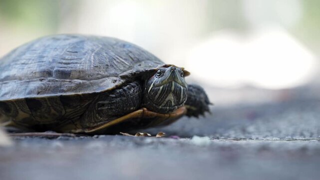 Red Eared Slider turning head