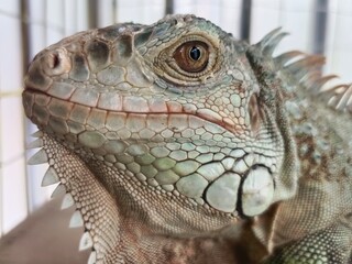 Fototapeta premium A detailed close-up portrait of a green iguana