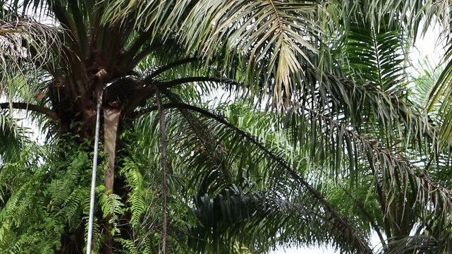 oil palm trees being harvested
