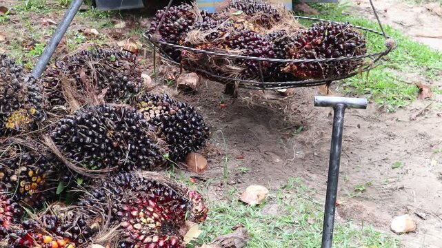 Close-up view of palm oil fruit weighing activity