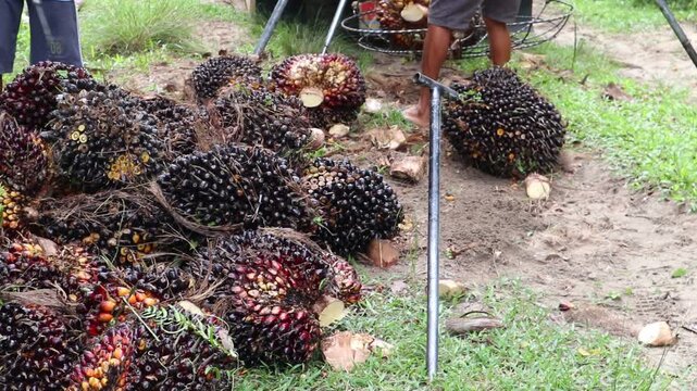 Close-up view of palm oil fruit weighing activity
