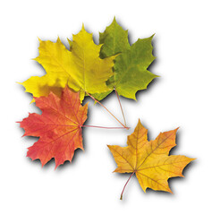 Obraz premium Dry Autumn Maple Leaf with Vibrant Orange and Red Colors Isolated on Plain White Background