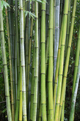 Obraz premium Green bamboo forest at Chengdu Research Base of Giant Panda Breeding
