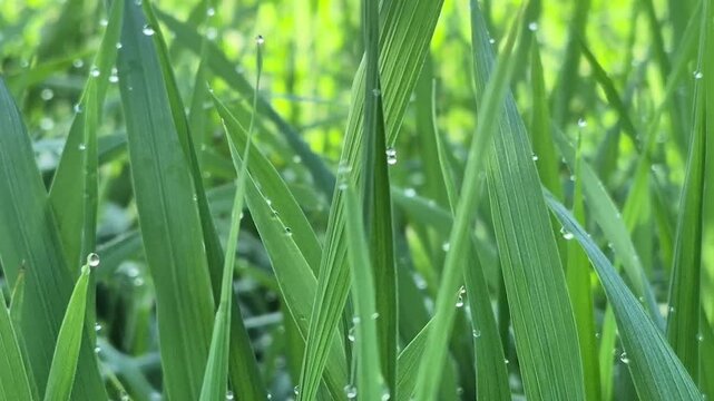 Close-up macro shot of lush green rice leaves blades with sparkling dew drops, gentle breeze, natural background.