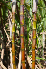 Fototapeta premium Sugarcane stalks growing in the field.
