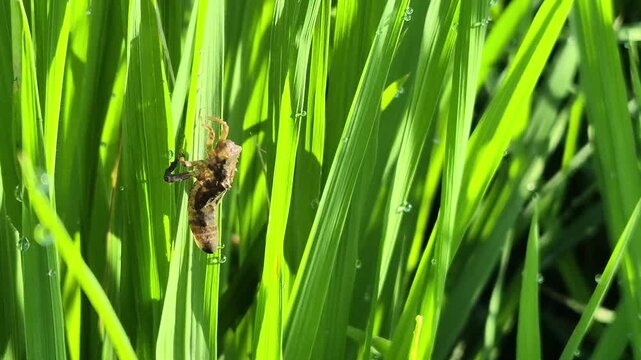 Close-up of a cicada shell clinging to vibrant green rice leaves blades with dew drops on a sunny day.