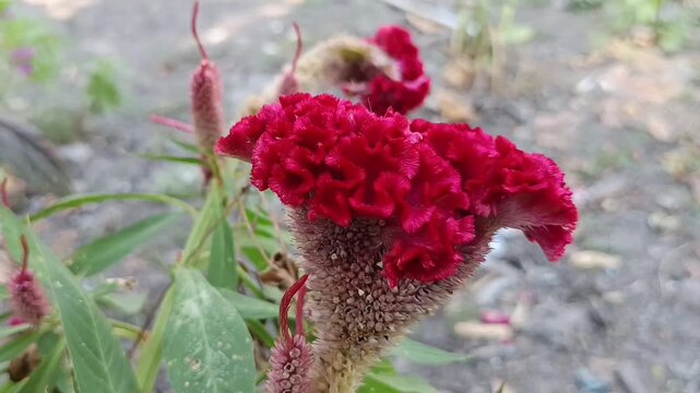 Bunga jengger warna merah dari samping 