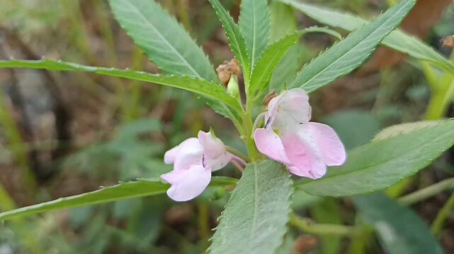 Bunga pacar air berwarna soft pink mekar di kebun 