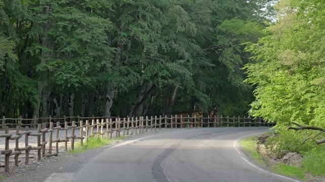 Empty curved asphalt road passing through dense forest