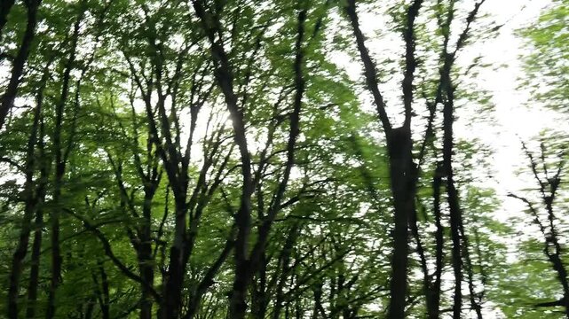 Sun rays shining through moving forest trees canopy
