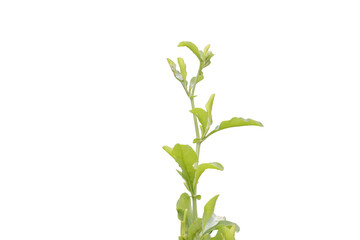Fototapeta premium green plant isolated on white