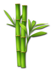 Obraz premium Fresh Green Bamboo Stems with Leaves Isolated on Plain White Background for Zen, Spa, and Wellness Concepts