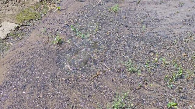Underground water pipe burst with water gushing and bubbling onto muddy ground during a utility accident