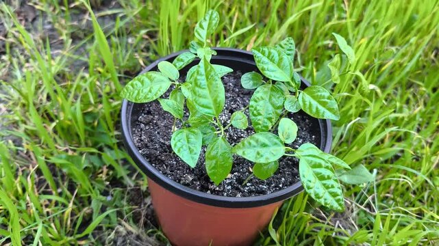 Close-up video of a young passion fruit Passiflora edulis plant growing in a plastic pot outdoors. The green leaves gently sway in the wind