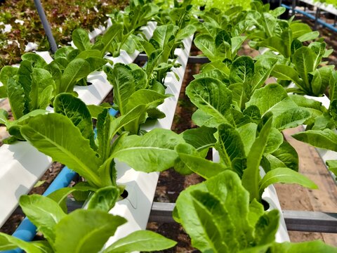 Rows hydroponic lettuce seedlings in greenhouse, commercial farming operation with white rows