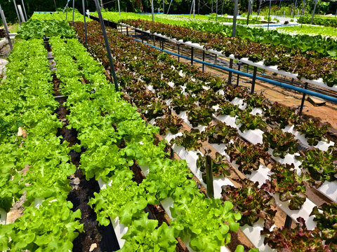 Rows hydroponic lettuce seedlings in greenhouse, commercial farming operation with white rows