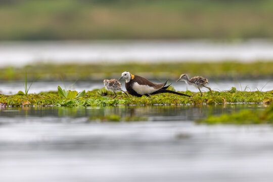 Pheasant-tailed Jacana Family by Water: A striking Pheasant-tailed Jacana stands protectively over two fluffy chicks on a floating mat of green aquatic plants.