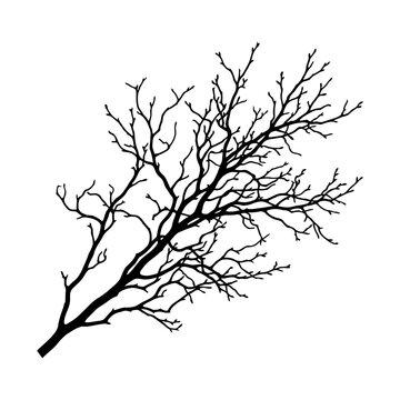 bare tree branch, black silhouette, vector illustration, isolated on white background