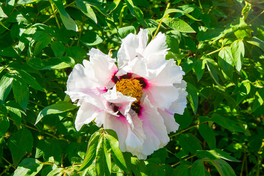 Peony pink bud flower bloom in garden. Floral background. Tree Peonies. Paeonia petals closeup.