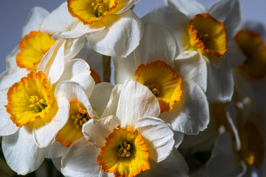 White Daffodil Flowers bud with Bright Orange Cups Bouquet CloseUp floral Background.