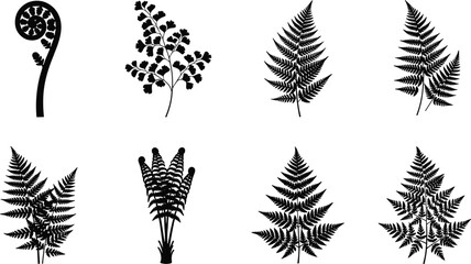Set of black silhouettes featuring various types of fern leaves and exotic tropical botanical plant elements © MstLata