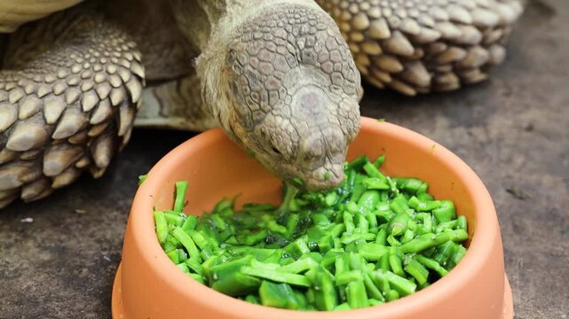Close-up of a Sulcata tortoise eating chopped green cactus pads from a bowl.