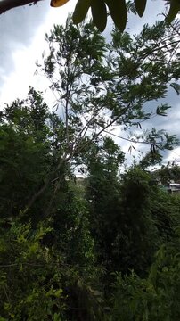 Guaje and zapote trees swaying vigorously due to strong wind gusts.