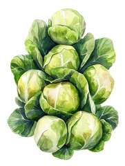 Obraz premium Fresh Green Brussels Sprouts White Background