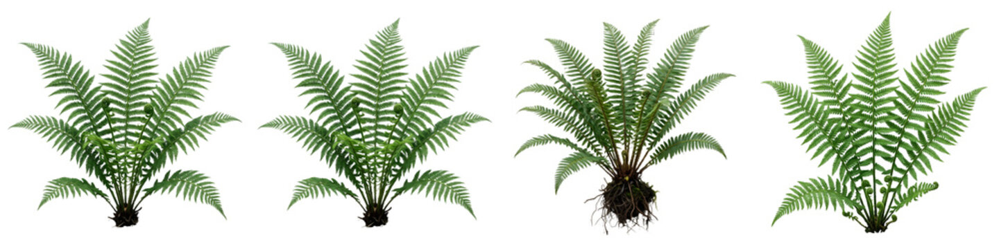 the set of four Sago Palm (Cycas revoluta) isolated on withe background PNG high quality''