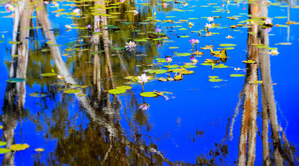 lily pads flowering in a lagoon with reflection © Joanne