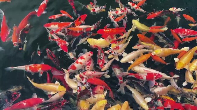 ​"Top-down view of a crowded koi fish pond with vibrant red, white, orange, and yellow koi swimming actively. Beautiful cinematic slow-motion of Japanese colorful carp fish feeding and gathering in cl