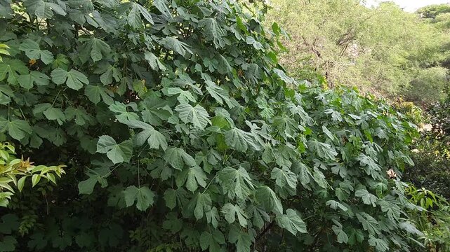 A leafy chaya plant with abundant green nutritious leaves swaying heavily in the wind.