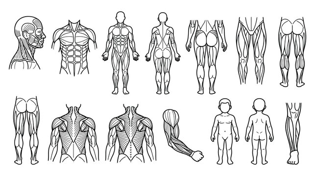 Human muscle anatomy set for medical and fitness illustration in clean line art vector style.