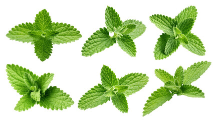 Mint Leaves, spearmint, isolated, full depth of field © grey