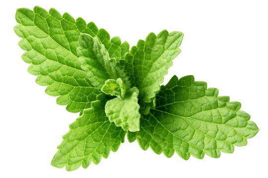 Mint Leaves, spearmint, isolated, full depth of field