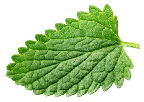 Mint Leaf, spearmint, isolated, full depth of field