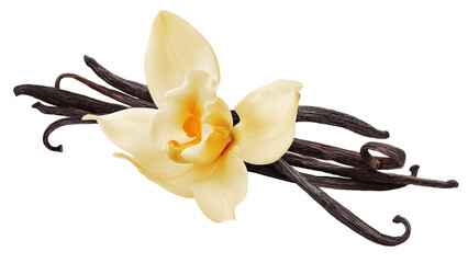 Vanilla bean isolated, full depth of field © grey