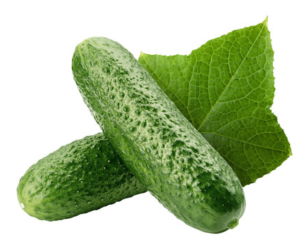 Cucumber isolated, full depth of field
