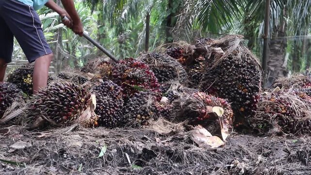 Close-up view of palm oil fruit weighing activity