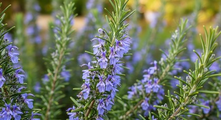 Fototapeta premium Blooming rosemary plant with purple flowers in sunlight.
