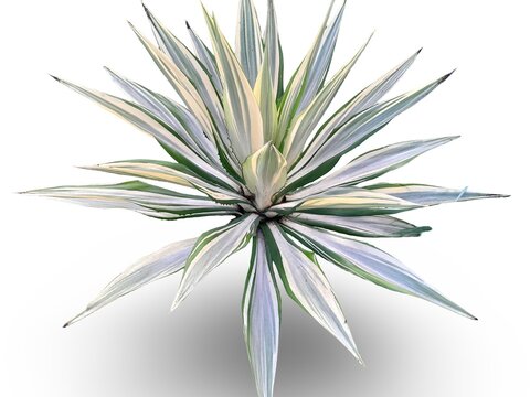 Furcraea foetida is a popular ornamental plant known for its unique appearance, with pointed, tapering leaves that feature a striking combination of yellow and green colors.