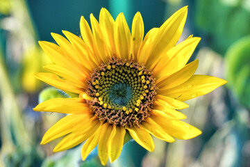 sunflower with nectar coming into flower © Joanne